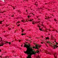 BELL NURSERY 1 Gal. National Beauty Azalea Live Shrub, Pink Flowers