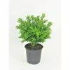 BELL NURSERY 1 Gal. Green Velvet Boxwood (Buxus) Live Evergreen Shrub
