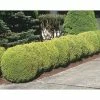 BELL NURSERY 1 Gal. Buxus Winter Gem Live Shrub