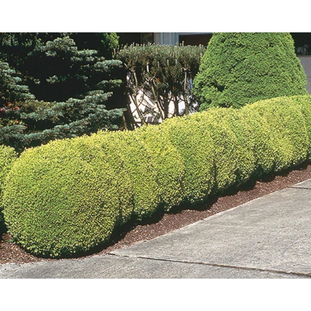 BELL NURSERY 1 Gal. Buxus Winter Gem Live Shrub
