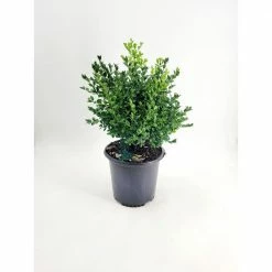 BELL NURSERY 2 Gal Buxus Green Mountain Live Evergreen Shrub