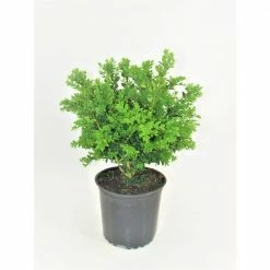 BELL NURSERY 2 Gal. Buxus Green Velvet Live Evergreen Shrub