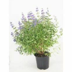 BELL NURSERY 3 Gal. Longwood Blue Bluebeard (Caryopteris) Flowering Shrub with Blue Flowers