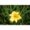 BELL NURSERY 3 Gal Stella d'Oro Dwarf Daylily (Hemerocallis) Live Perennial Plant with Yellow Flowers
