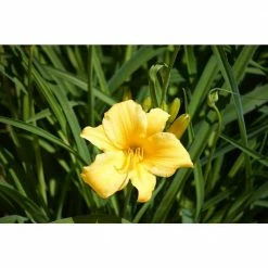 BELL NURSERY 3 Gal Stella d'Oro Dwarf Daylily (Hemerocallis) Live Perennial Plant with Yellow Flowers
