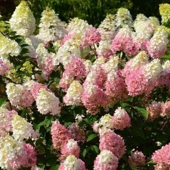 BELL NURSERY 3 Gal. Hydrangea Paniculata Strawberry Sundae Live Shrub, White to Pink Flowers