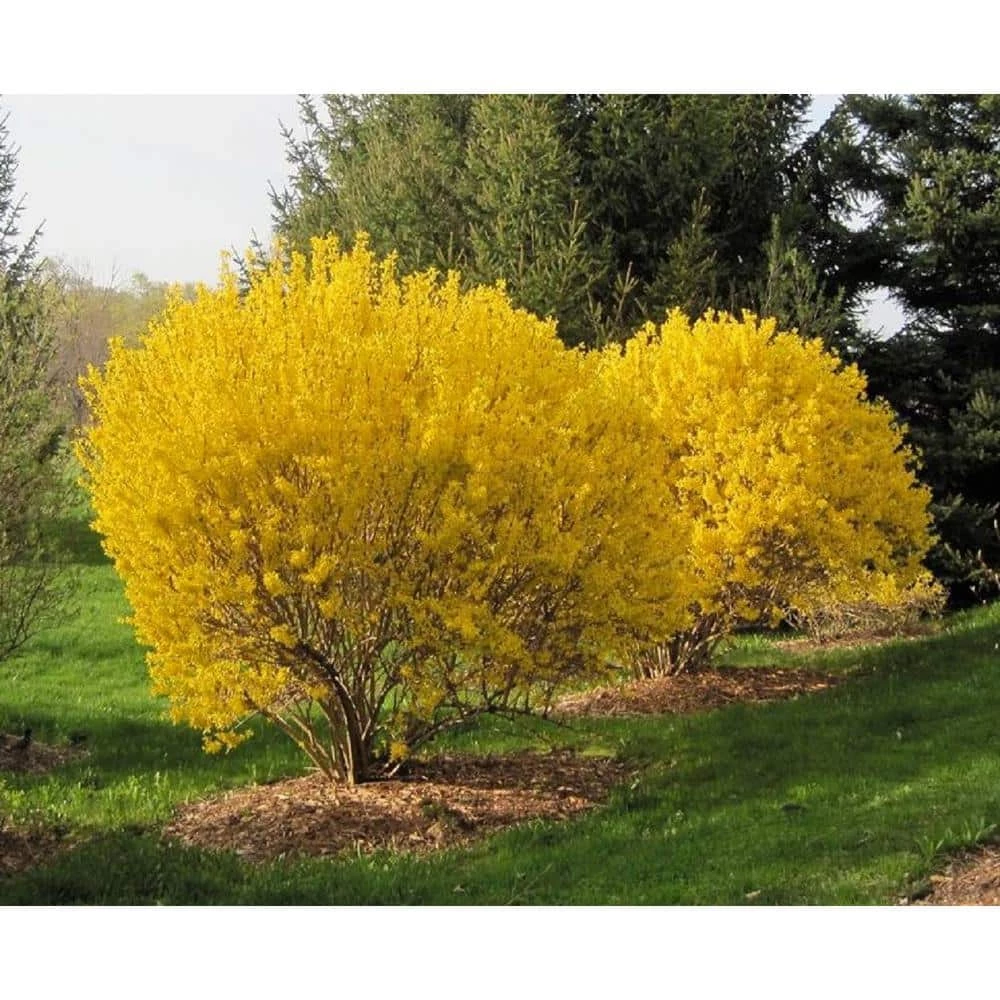 BELL NURSERY 3 Gal. Lynwood Gold Forsythia Flowering Shrub with Yellow Flowers - Image 5