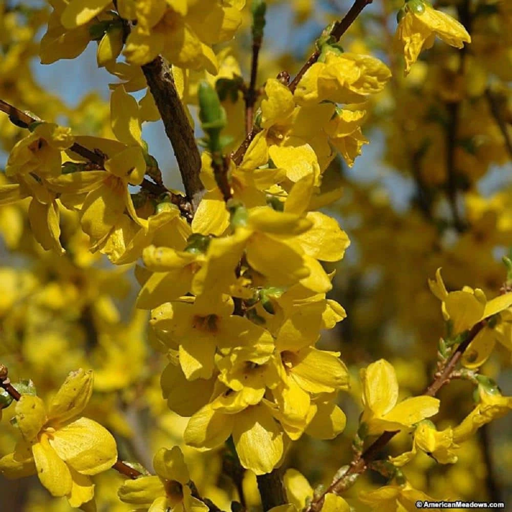 BELL NURSERY 3 Gal. Lynwood Gold Forsythia Flowering Shrub with Yellow Flowers - Image 4