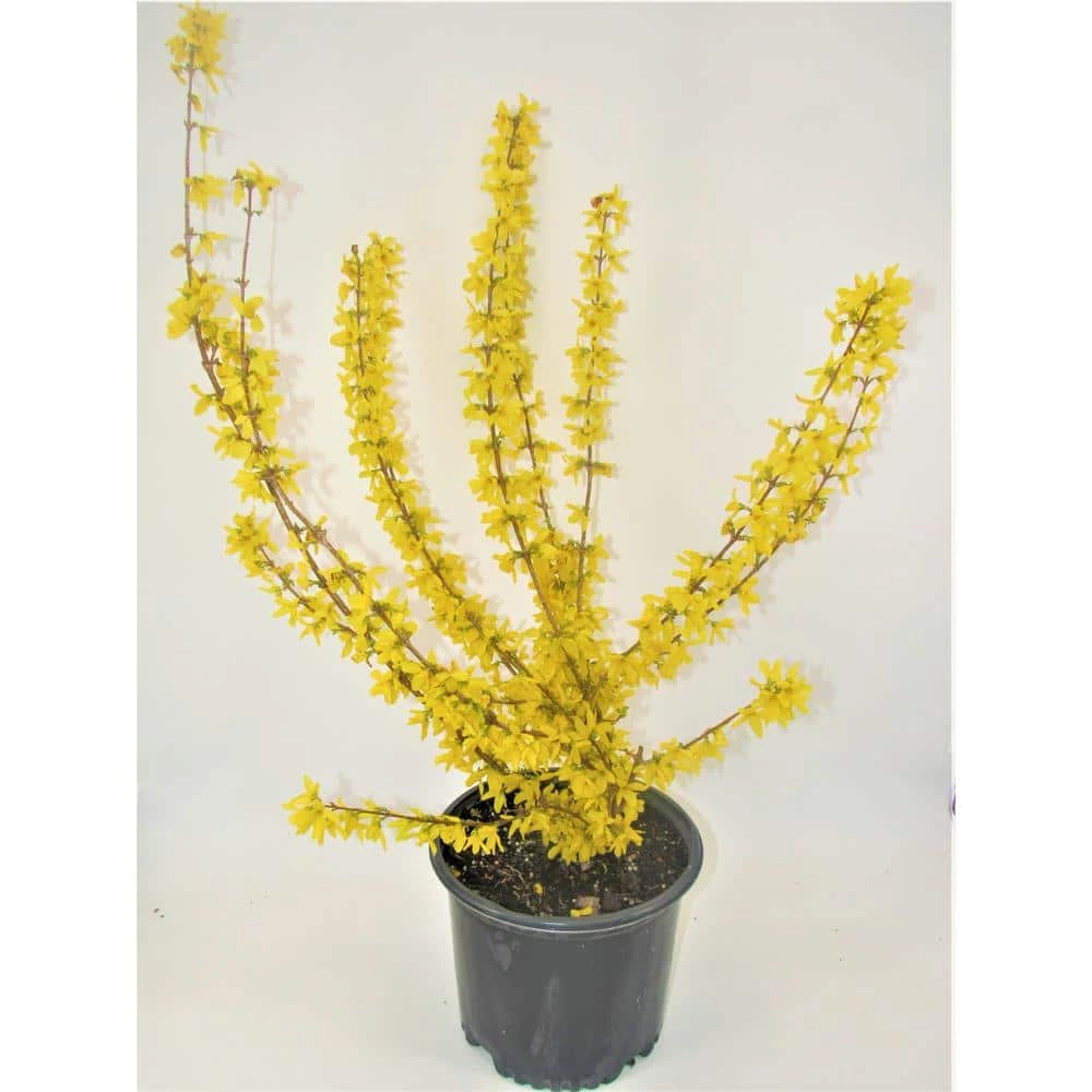 BELL NURSERY 3 Gal. Lynwood Gold Forsythia Flowering Shrub with Yellow Flowers