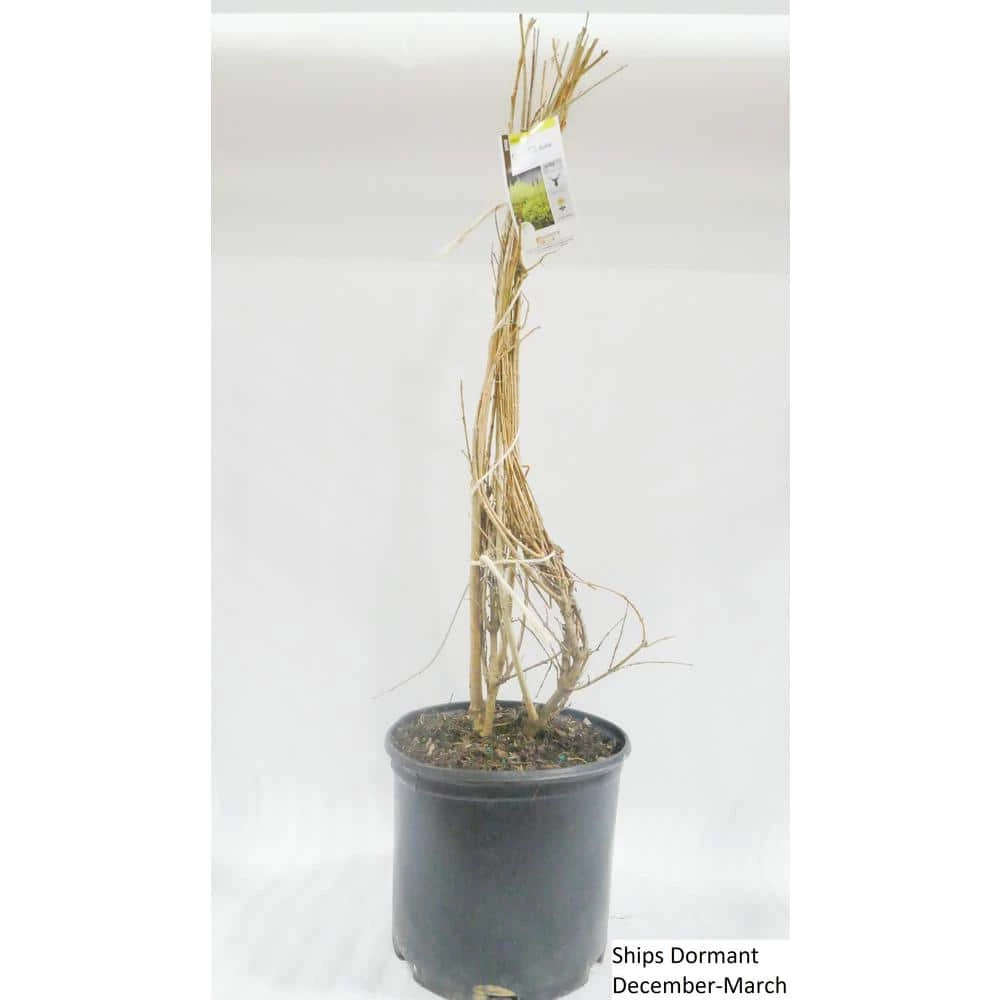 BELL NURSERY 3 Gal. Lynwood Gold Forsythia Flowering Shrub with Yellow Flowers - Image 3