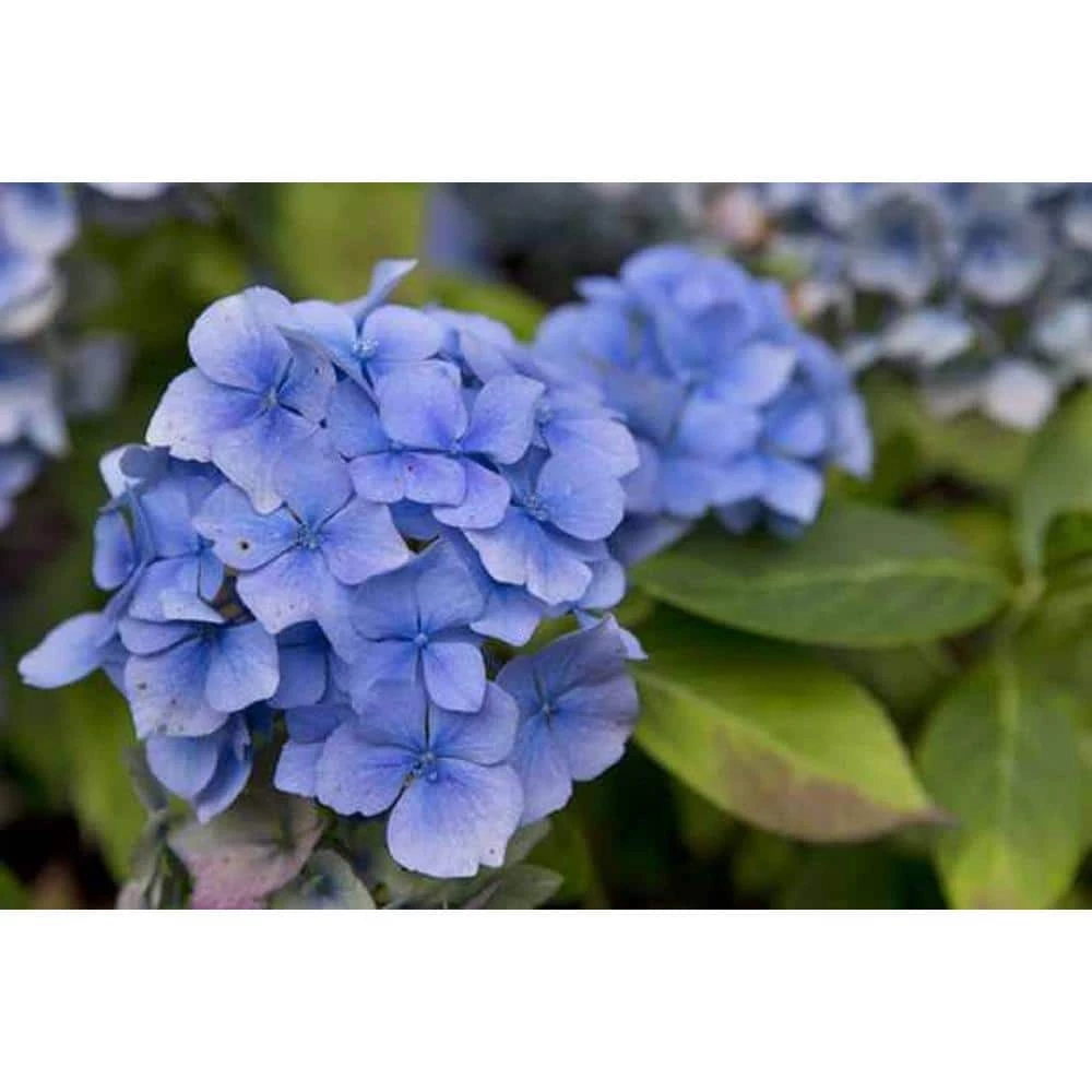 BELL NURSERY 3 Gal. Blue Wave Hydrangea Flowering Live Shrub with Blue Flowers - Image 5