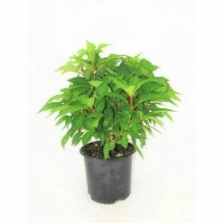 BELL NURSERY 3 Gal. Blue Wave Hydrangea Flowering Live Shrub with Blue Flowers