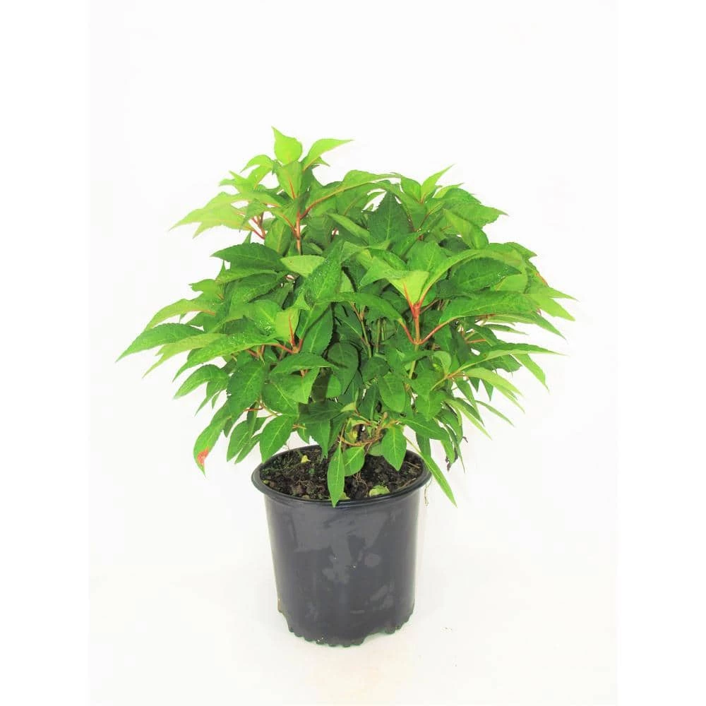 BELL NURSERY 3 Gal. Blue Wave Hydrangea Flowering Live Shrub with Blue Flowers