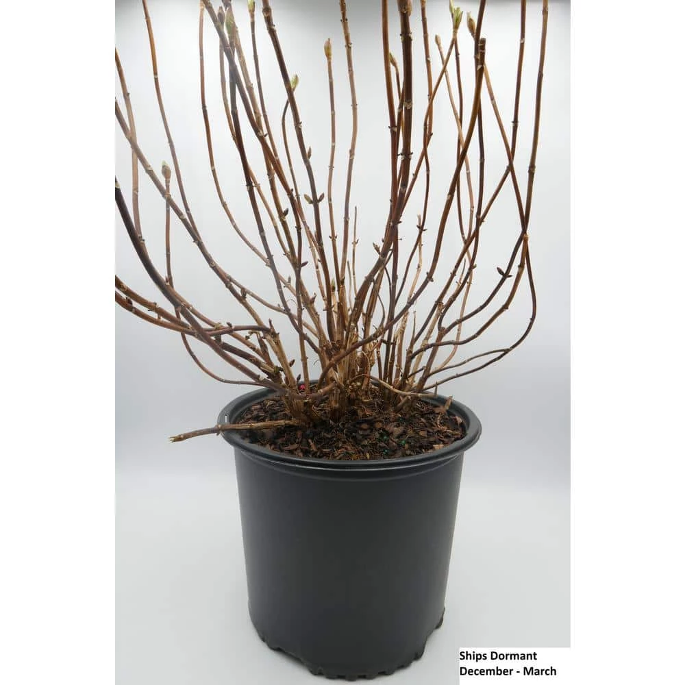 BELL NURSERY 3 Gal. Early Blue Hydrangea Flowering Live Shrub with Blue Flowers - Image 3