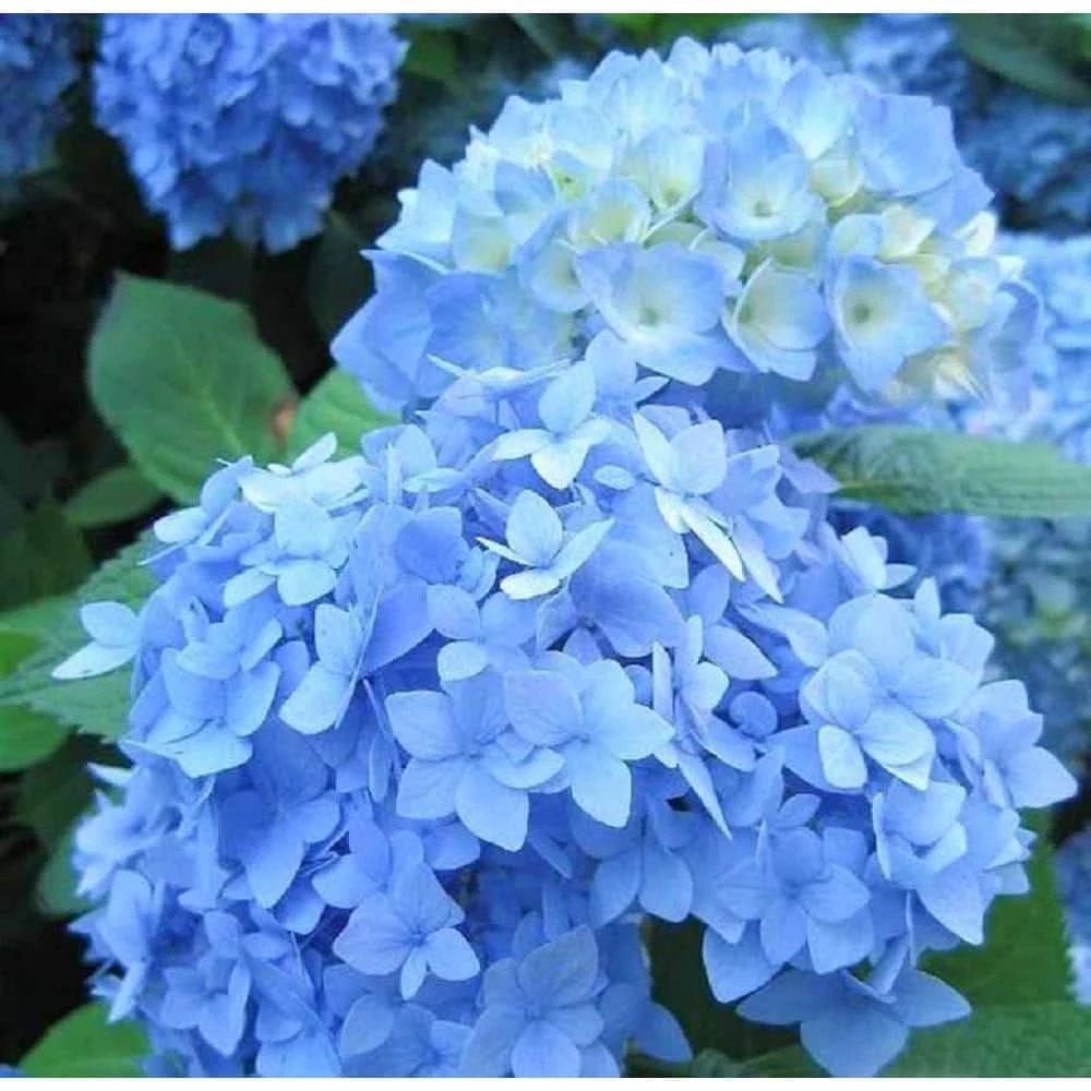 BELL NURSERY 3 Gal. Early Blue Hydrangea Flowering Live Shrub with Blue Flowers - Image 2
