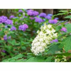 BELL NURSERY 3 Gal. Snowflake' Hydrangea (quercifolia) Live Flowering Shrub with Creamy White Flowers