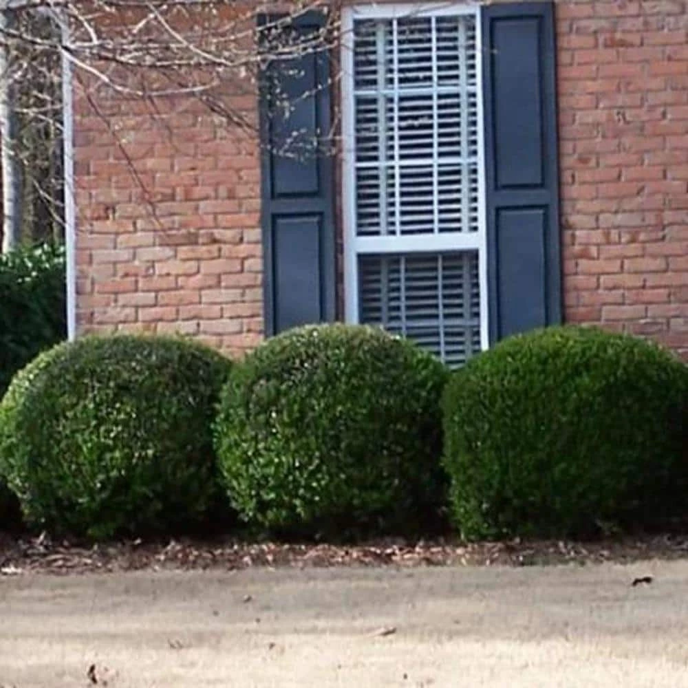 BELL NURSERY 3 Gal. Compacta Japanese Holly (Ilex Crenata) Live Evergreen Shrub - Image 3