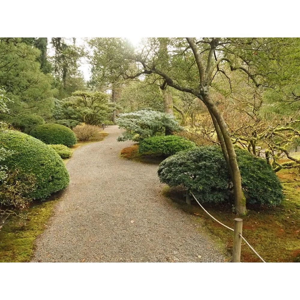 BELL NURSERY 3 Gal. Compacta Japanese Holly (Ilex Crenata) Live Evergreen Shrub - Image 6