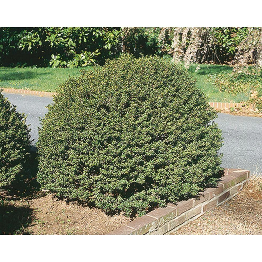 BELL NURSERY 3 Gal. Compacta Japanese Holly (Ilex Crenata) Live Evergreen Shrub - Image 7