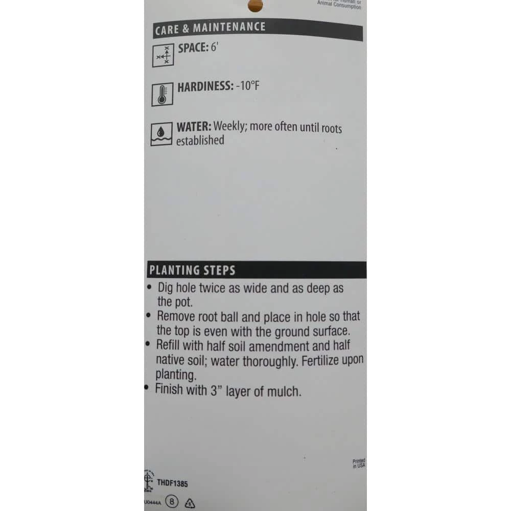 BELL NURSERY 3 Gal. Compacta Japanese Holly (Ilex Crenata) Live Evergreen Shrub - Image 5