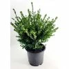 BELL NURSERY 3 Gal. Compacta Japanese Holly (Ilex Crenata) Live Evergreen Shrub