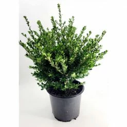 BELL NURSERY 3 Gal. Compacta Japanese Holly (Ilex Crenata) Live Evergreen Shrub