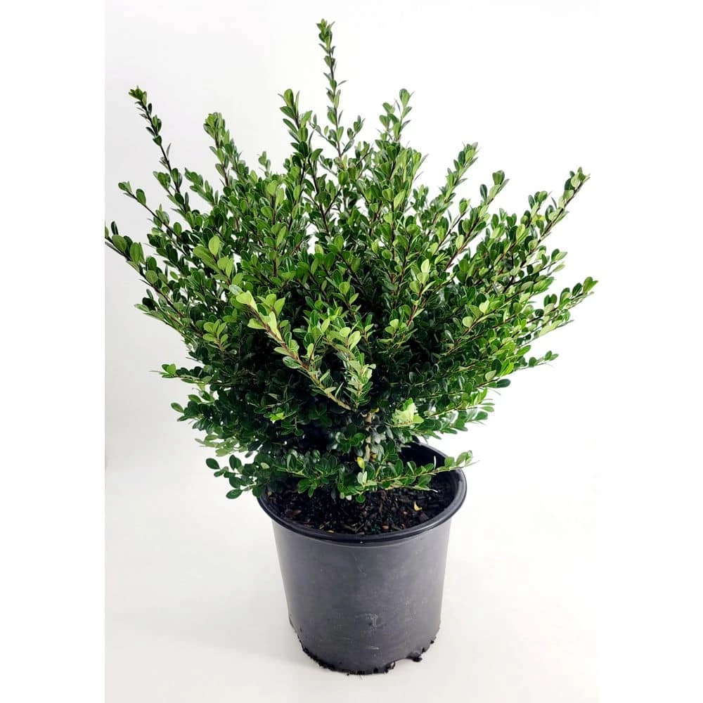 BELL NURSERY 3 Gal. Compacta Japanese Holly (Ilex Crenata) Live Evergreen Shrub