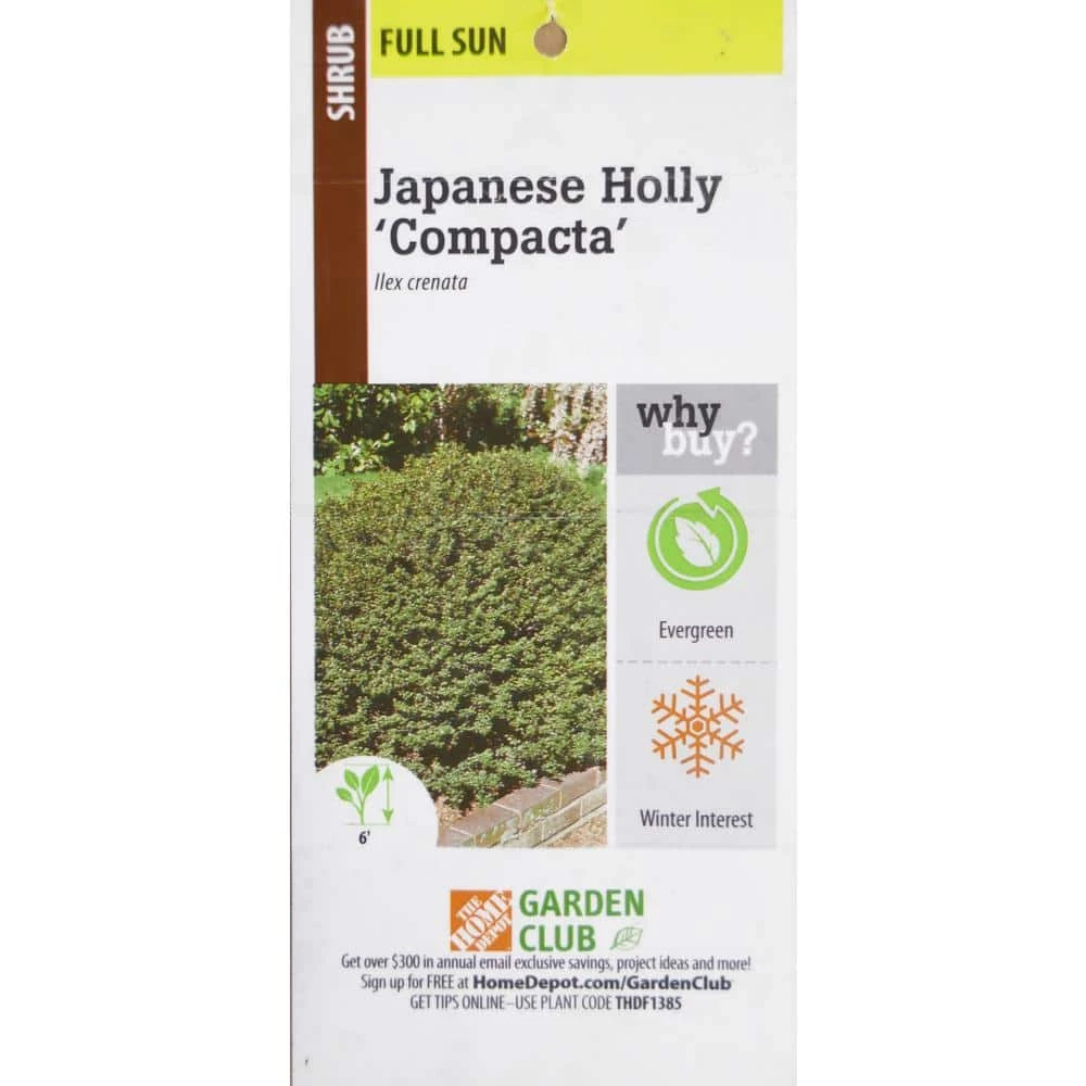 BELL NURSERY 3 Gal. Compacta Japanese Holly (Ilex Crenata) Live Evergreen Shrub - Image 4