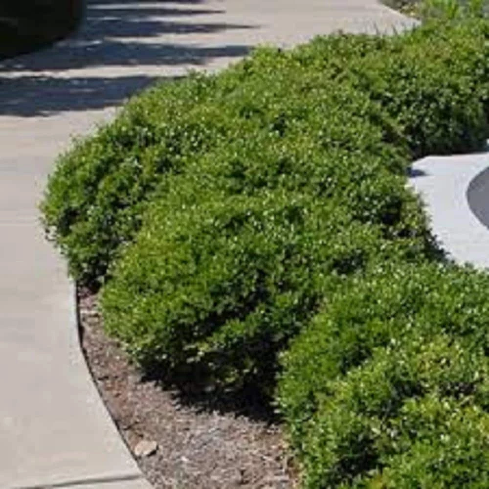 BELL NURSERY 3 Gal. Compacta Japanese Holly (Ilex Crenata) Live Evergreen Shrub - Image 2