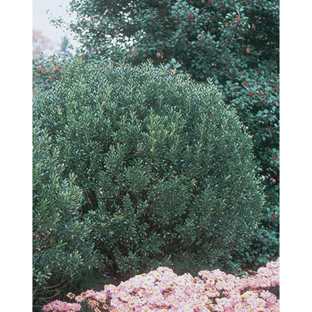 BELL NURSERY 3 Gal. Compacta Japanese Holly (Ilex Crenata) Live Evergreen Shrub - Image 8