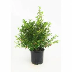 BELL NURSERY 3 Gal. Blue Princess Holly (Ilex) Evergreen Flowering Live Shrub with White Flowers