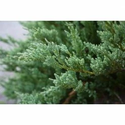 BELL NURSERY 1 Gal. Blue Rug Creeping Juniper Live Evergreen Shrub