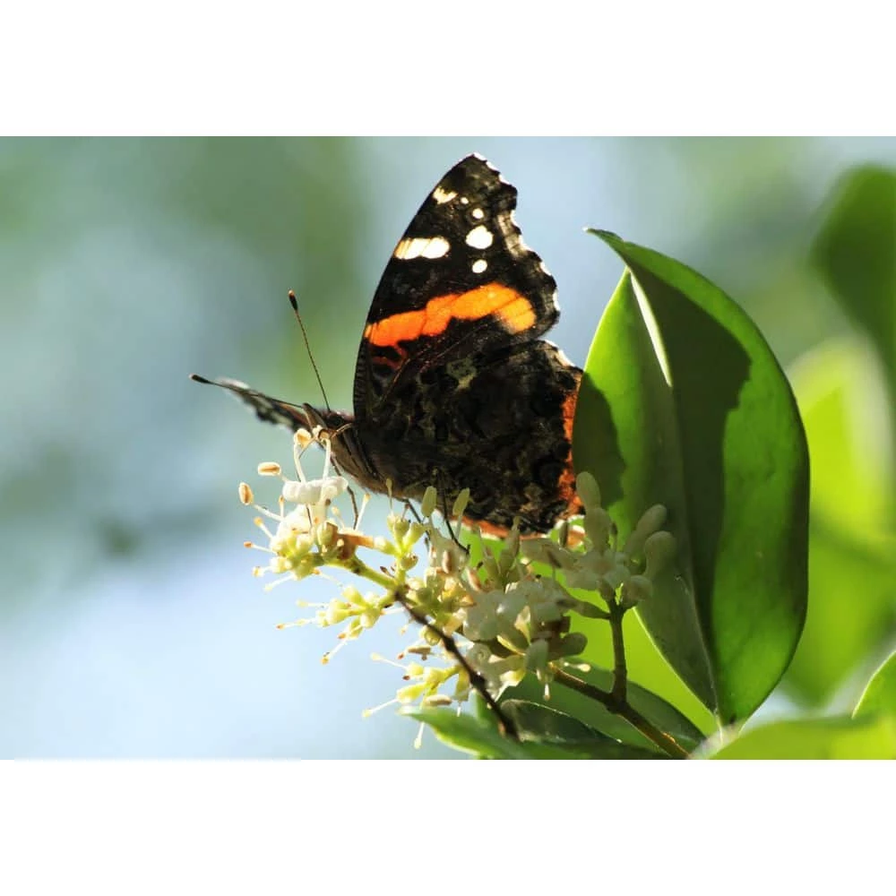BELL NURSERY 3 Gal. California Privet (Ligustrum) Flowering Live Shrub with White Flowers - Image 4