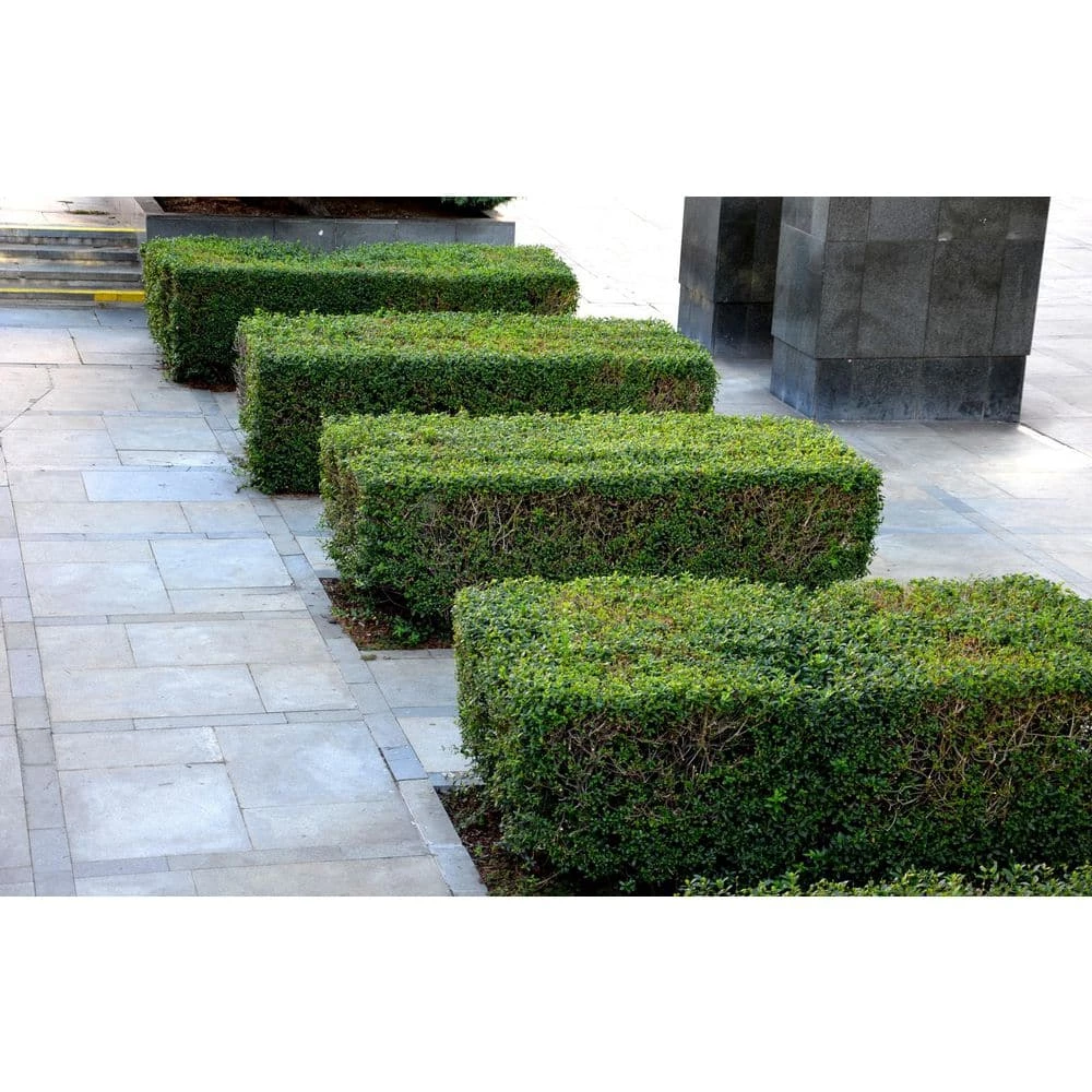 BELL NURSERY 3 Gal. California Privet (Ligustrum) Flowering Live Shrub with White Flowers - Image 5