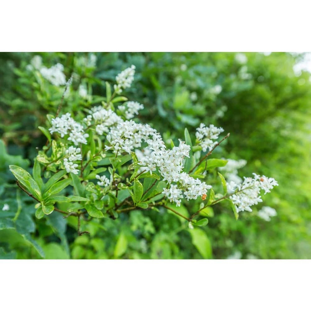 BELL NURSERY 3 Gal. California Privet (Ligustrum) Flowering Live Shrub with White Flowers - Image 3