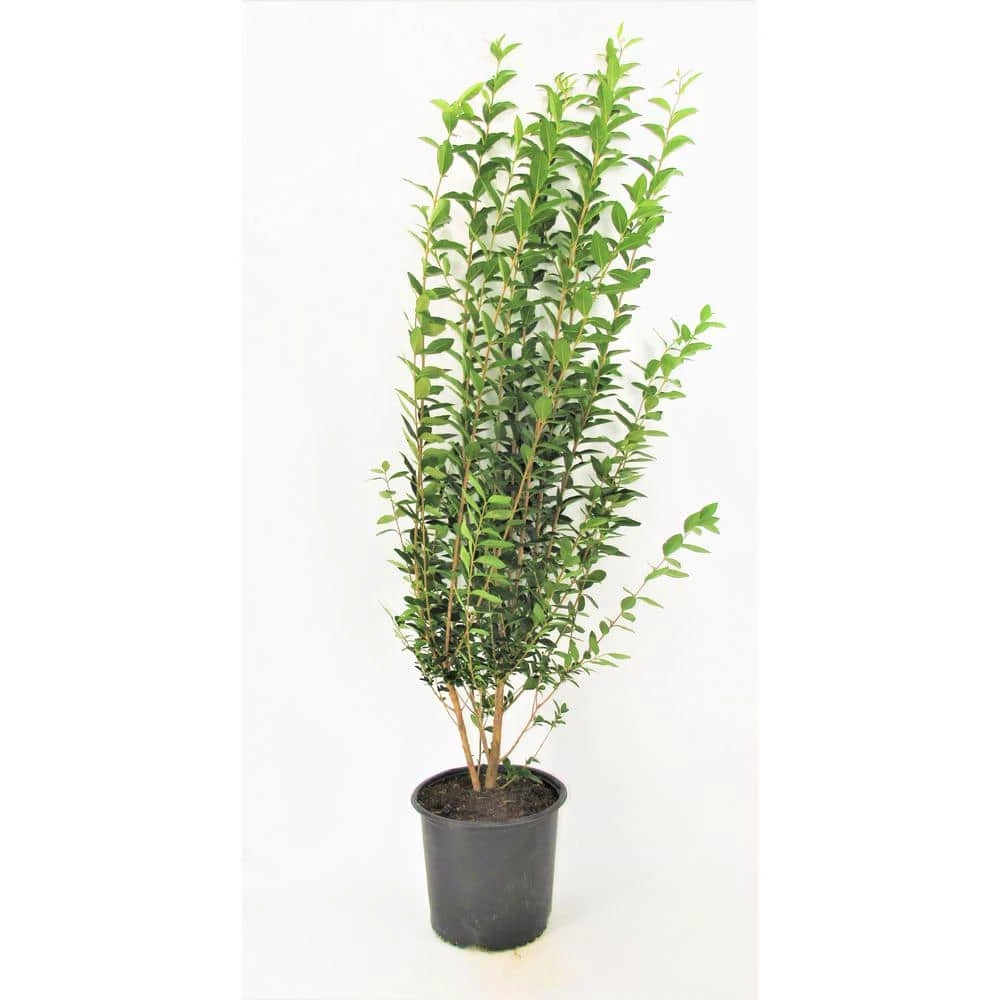 BELL NURSERY 3 Gal. California Privet (Ligustrum) Flowering Live Shrub with White Flowers