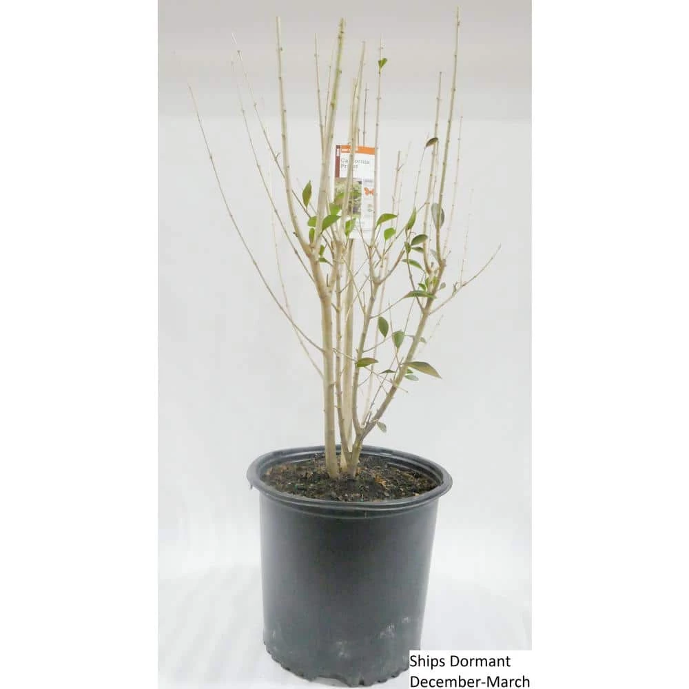 BELL NURSERY 3 Gal. California Privet (Ligustrum) Flowering Live Shrub with White Flowers - Image 2