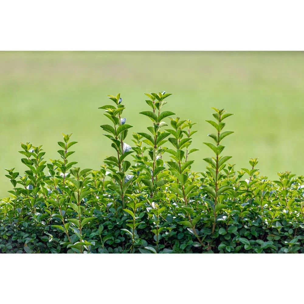 BELL NURSERY 3 Gal. California Privet (Ligustrum) Flowering Live Shrub with White Flowers - Image 6