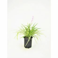 BELL NURSERY 1 Gal. Variegata Liriope Blue Lilyturf Flowering Live Shrub with Purple Flowers