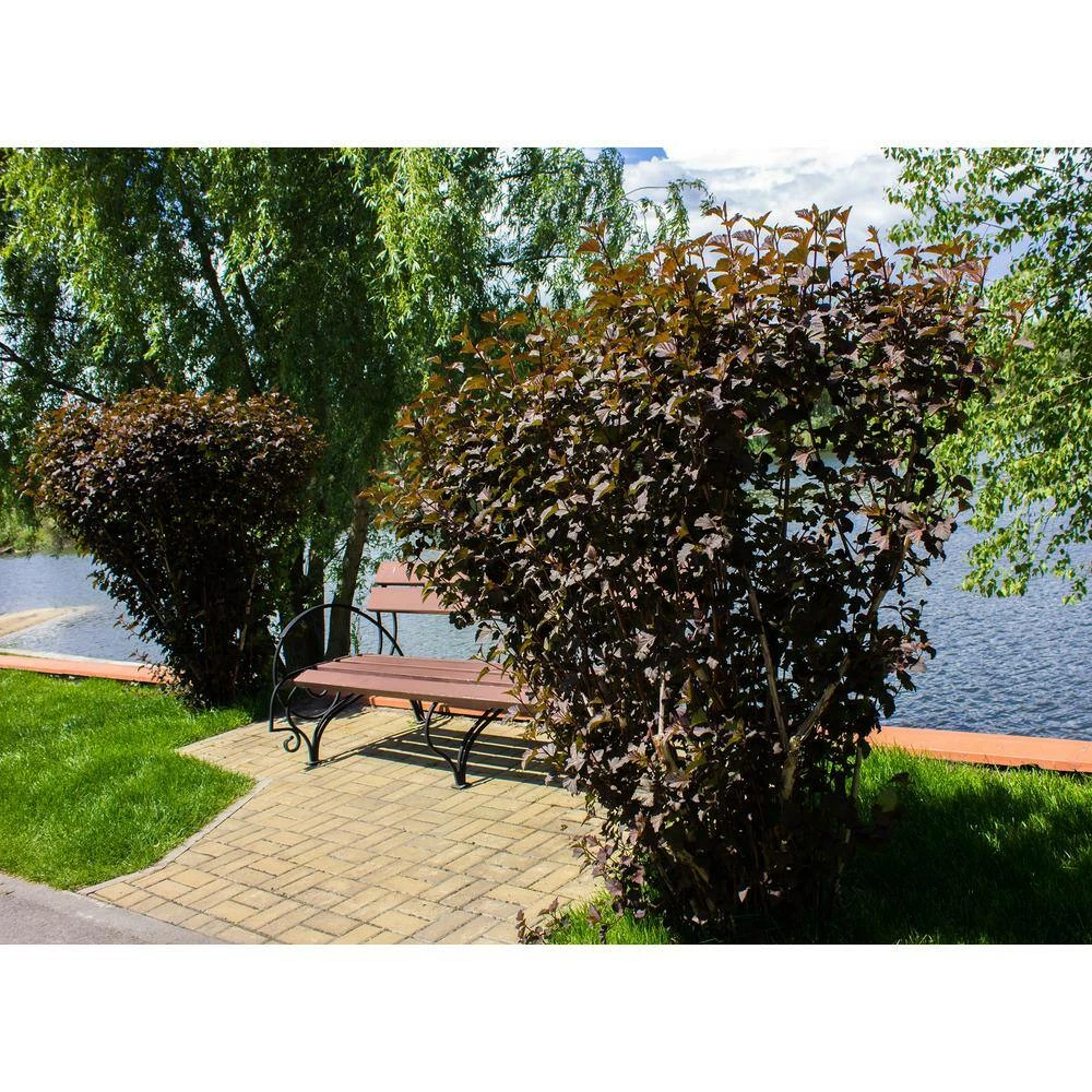 BELL NURSERY 3 Gal. Diablo Ninebark (Physocarpus) Live Shrub with Creamy White Flowers - Image 2