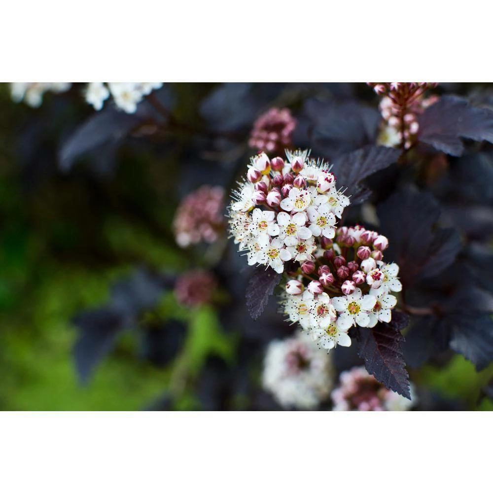 BELL NURSERY 3 Gal. Diablo Ninebark (Physocarpus) Live Shrub with Creamy White Flowers - Image 6