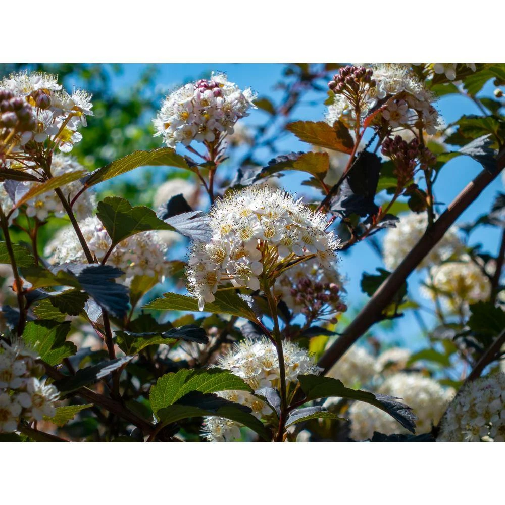 BELL NURSERY 3 Gal. Diablo Ninebark (Physocarpus) Live Shrub with Creamy White Flowers - Image 7
