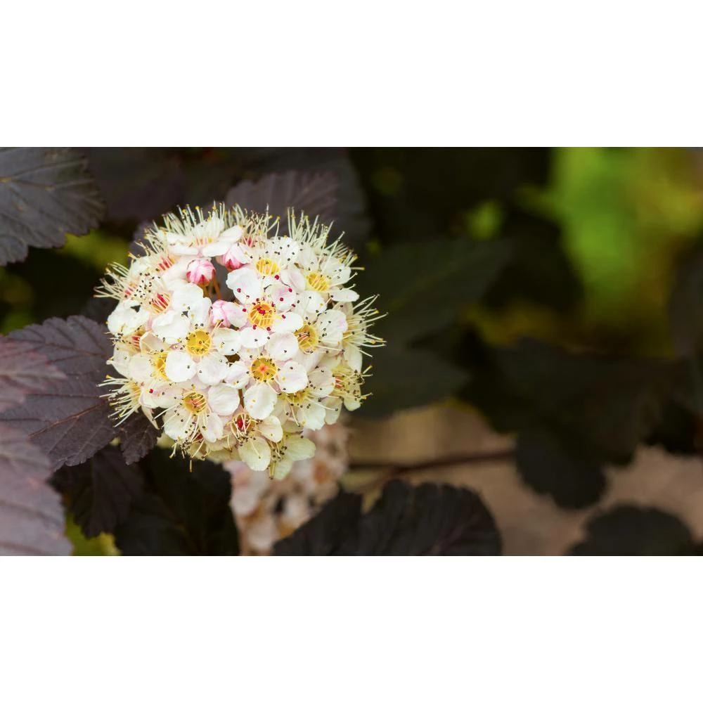 BELL NURSERY 3 Gal. Diablo Ninebark (Physocarpus) Live Shrub with Creamy White Flowers - Image 5