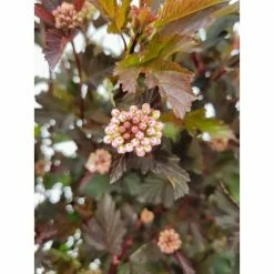 BELL NURSERY 3 Gal. Diablo Ninebark (Physocarpus) Live Shrub with Creamy White Flowers