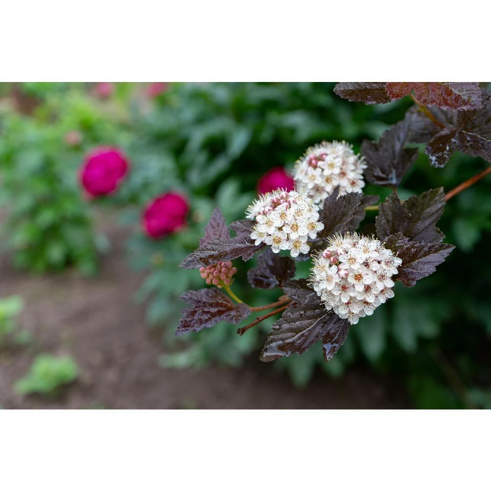 BELL NURSERY 3 Gal. Diablo Ninebark (Physocarpus) Live Shrub with Creamy White Flowers - Image 3