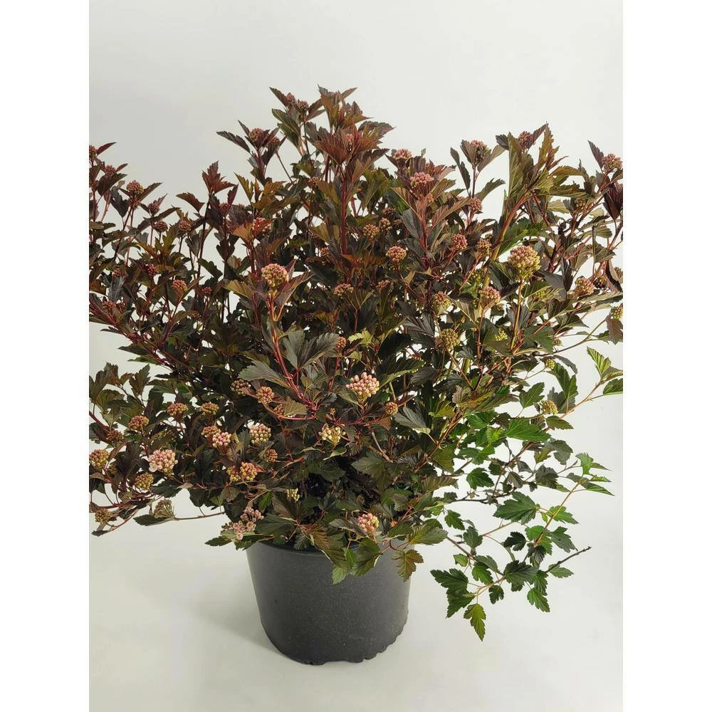 BELL NURSERY 3 Gal. Diablo Ninebark (Physocarpus) Live Shrub with Creamy White Flowers - Image 4