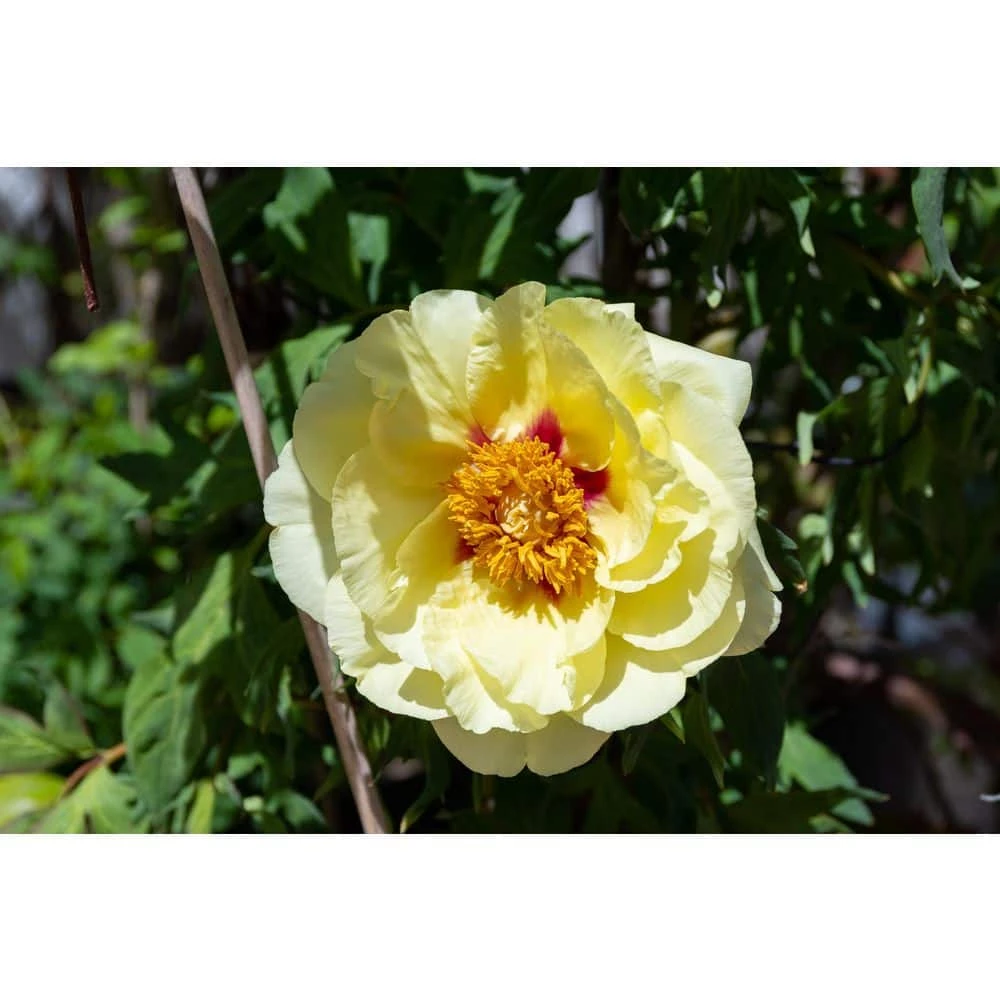 BELL NURSERY 3 Gal. Bartzella Peony (Paeonia Itoh) Live Shrub with Bright Yellow-Deep Red Double Blooms - Image 4