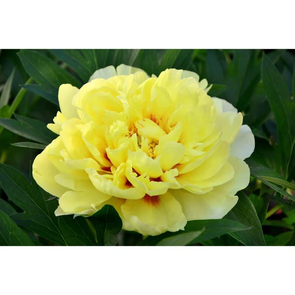 BELL NURSERY 3 Gal. Bartzella Peony (Paeonia Itoh) Live Shrub with Bright Yellow-Deep Red Double Blooms - Image 5