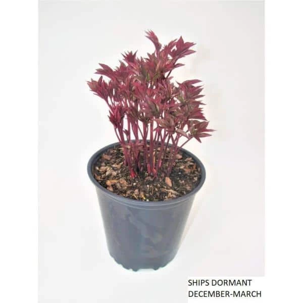 BELL NURSERY 3 Gal. Bartzella Peony (Paeonia Itoh) Live Shrub with Bright Yellow-Deep Red Double Blooms - Image 3