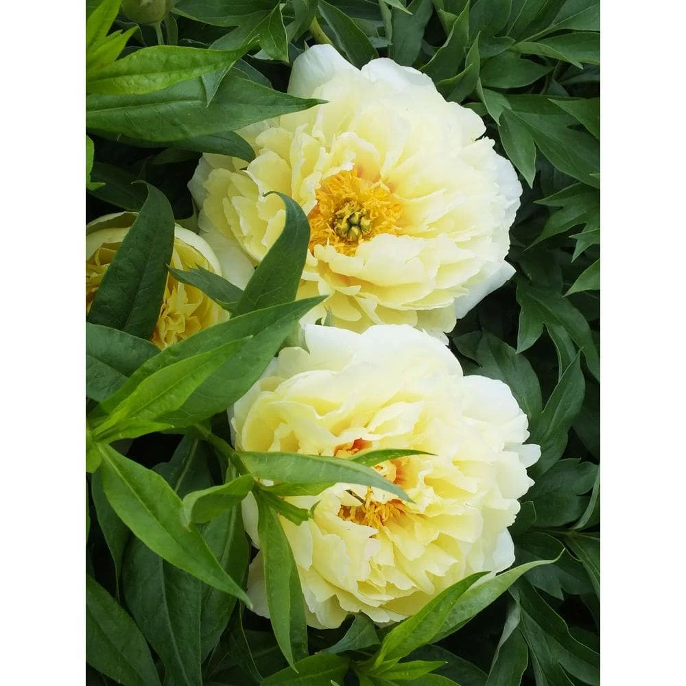 BELL NURSERY 3 Gal. Bartzella Peony (Paeonia Itoh) Live Shrub with Bright Yellow-Deep Red Double Blooms - Image 2